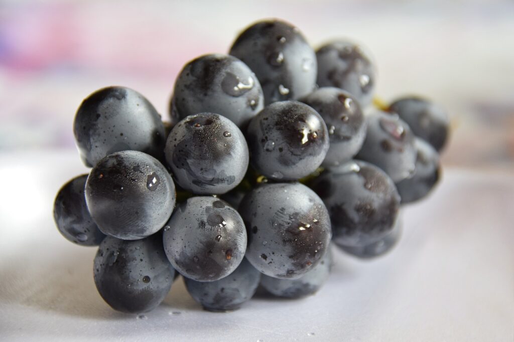 uva, fruit, wine, food, harvest