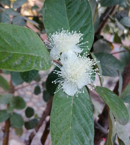 polen, blanco, flor, azahar, guayaba, hojas, árbol