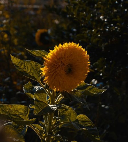 planta, natureza, flor, girasol